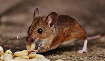 24 Hour & Emergency Exterminators in Potter Valley, CA